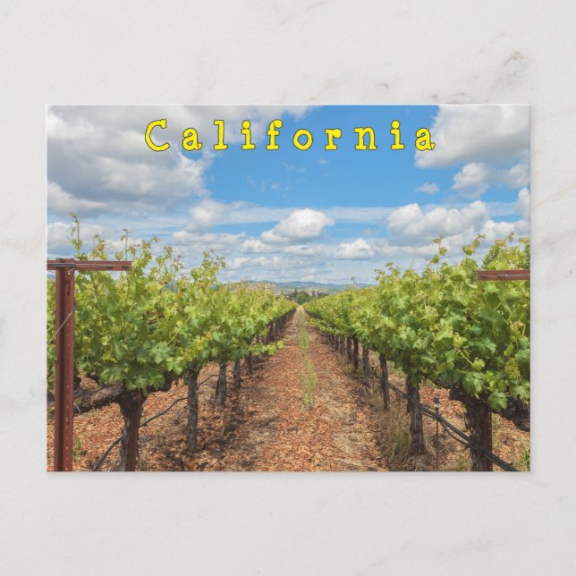 Grapevines  postcard (Front)