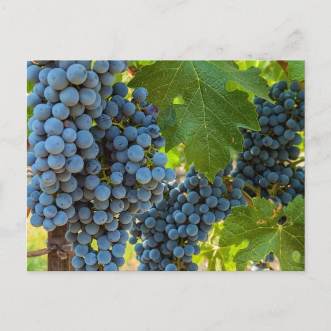 Grapevines Postcard (Front)