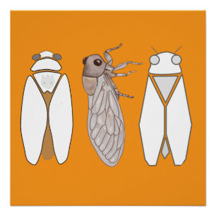 Graphic cicada and cicadetta. poster