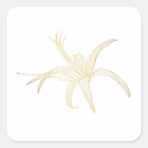 Graphic  golden line image of a gerbera flower. square sticker