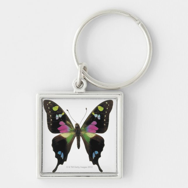 Graphium butterfly key ring (Front)