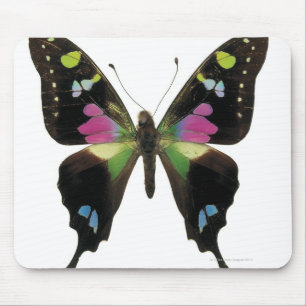 Graphium butterfly mouse pad
