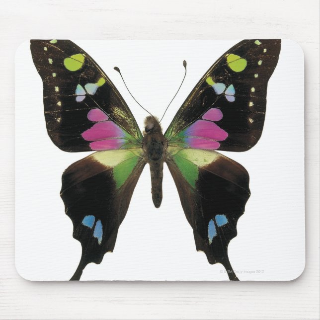 Graphium butterfly mouse pad (Front)