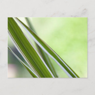 Gräser Postcard