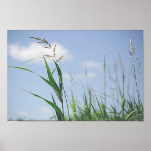 Grass Blue Sky Field Meadow Nature Poster