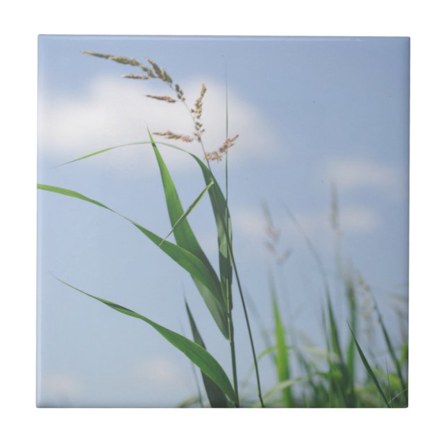 Grass Blue Sky Field Meadow Nature Tile (Front)