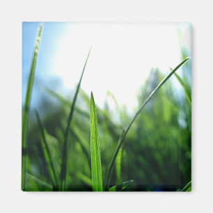 Grass & blue sky magnet