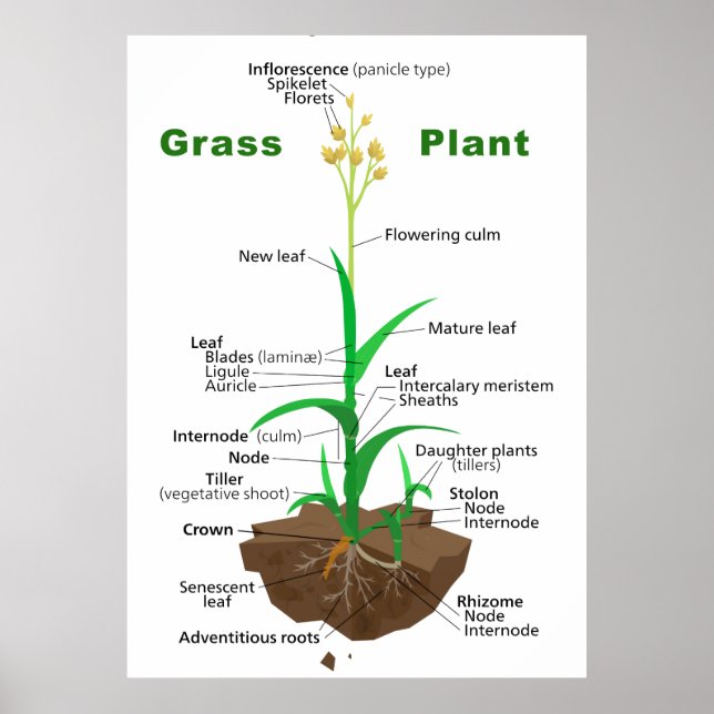 Grass Graminoids Plant Diagram Poster (Front)