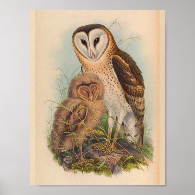 Grass Owl Brown Vintage Bird Art Print (Front)
