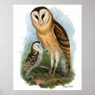 Grass Owl Canvas Print