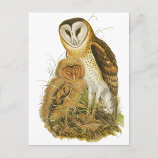 Grass Owl Postcard