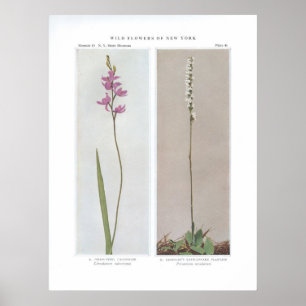 Grass Pink; Calopogon - Limodorum tuberosum and Poster