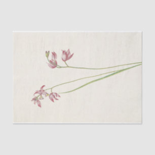 Grass-Pink Orchard by Mary Vaux Walcott Tissue Paper