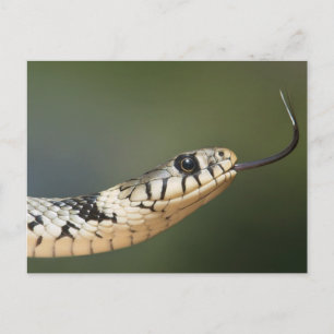 Grass Snake Postcard