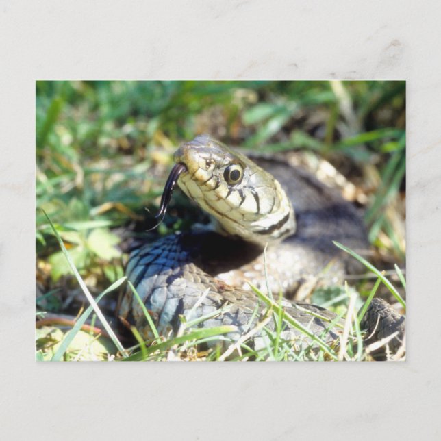 Grass snake postcard (Front)