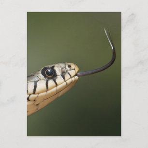 Grass Snake Postcard