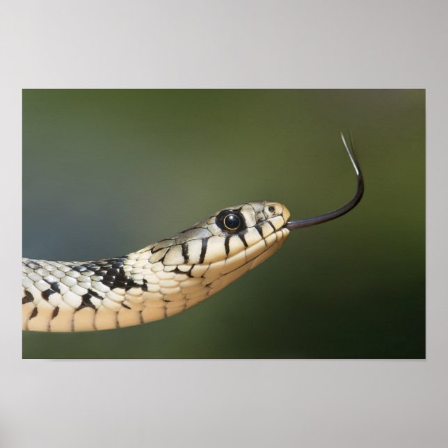 Grass Snake Poster (Front)
