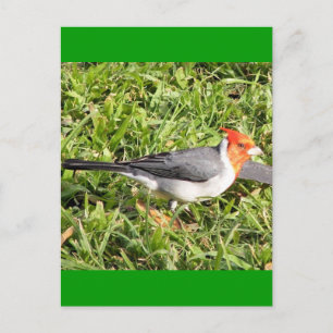 Grass with Brazilian Cardinal Postcard