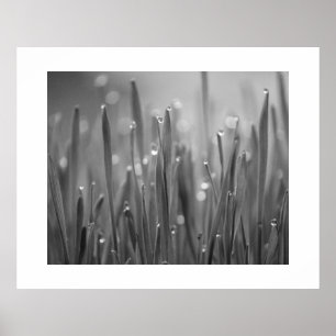 Grass With Dew Droplets Poster