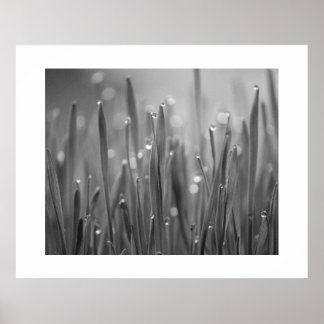 Grass With Dew Droplets Poster