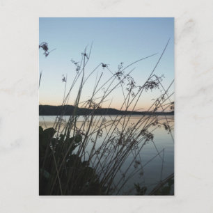 Grasses at lake Sunset Postcard