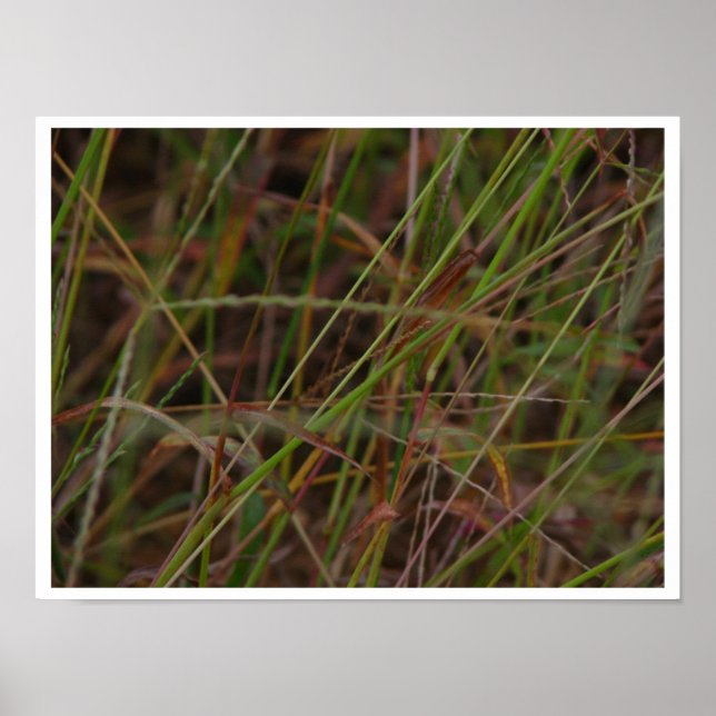 Grasses Poster (Front)