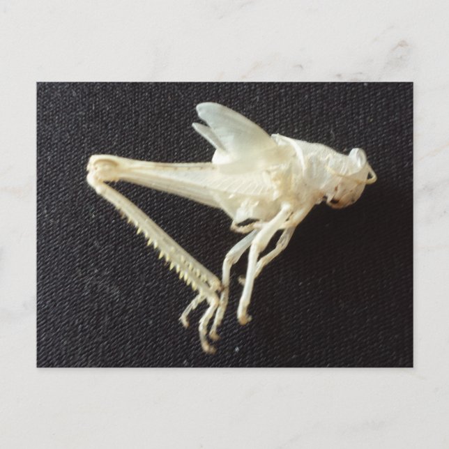 Grasshopper 1 -educatedbrainfart postcard (Front)