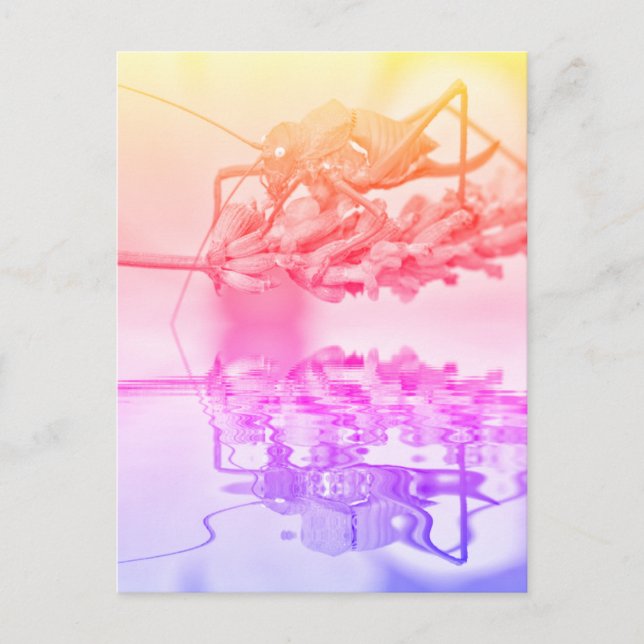 Grasshopper above water with reflection postcard (Front)