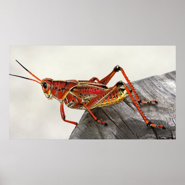 Grasshopper Bug Insect Artwork Photo Poster (Front)