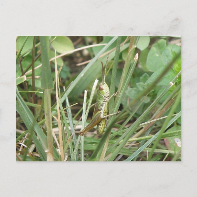 Grasshopper Camouflage Postcard (Front)