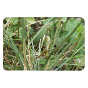 Grasshopper Camouflage Premium Magnet