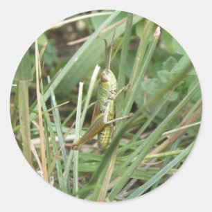 Grasshopper Camouflage Stickers