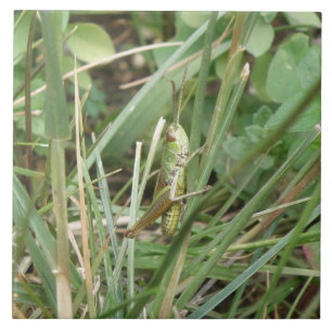 Grasshopper Camouflage Tile