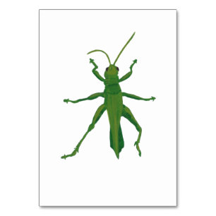 Grasshopper Custom Insect Reading Flashcards Table Number
