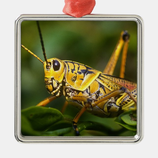 Grasshopper, Everglades National Park, Florida, Metal Tree Decoration (Front)