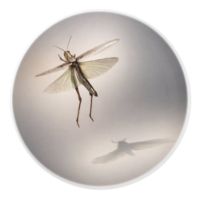 Grasshopper in motion  ceramic knob (Front)