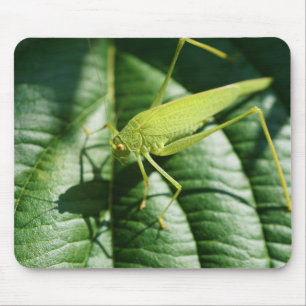 grasshopper, insect, beetle, insect mouse pad