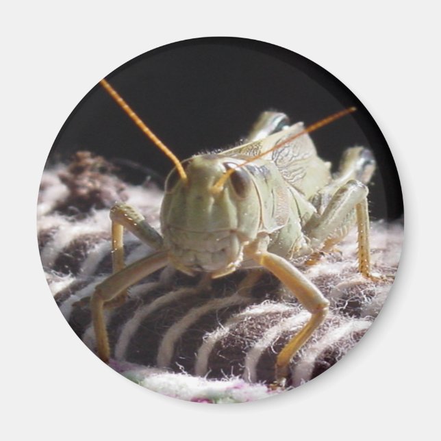 Grasshopper Magnet (Front)