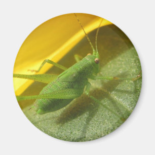 Grasshopper Magnet