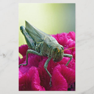 Grasshopper on Cockscomb