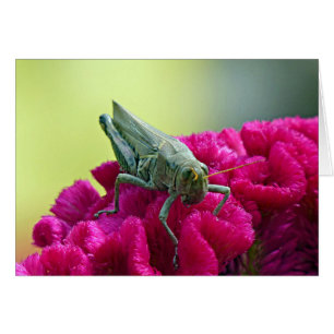 Grasshopper on Cockscomb