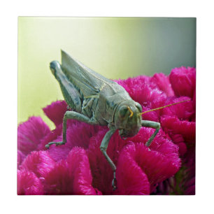Grasshopper on Cockscomb Tile