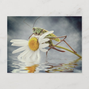 Grasshopper on daisy flower postcard