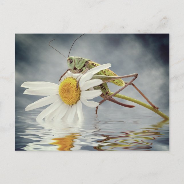 Grasshopper on daisy flower postcard (Front)