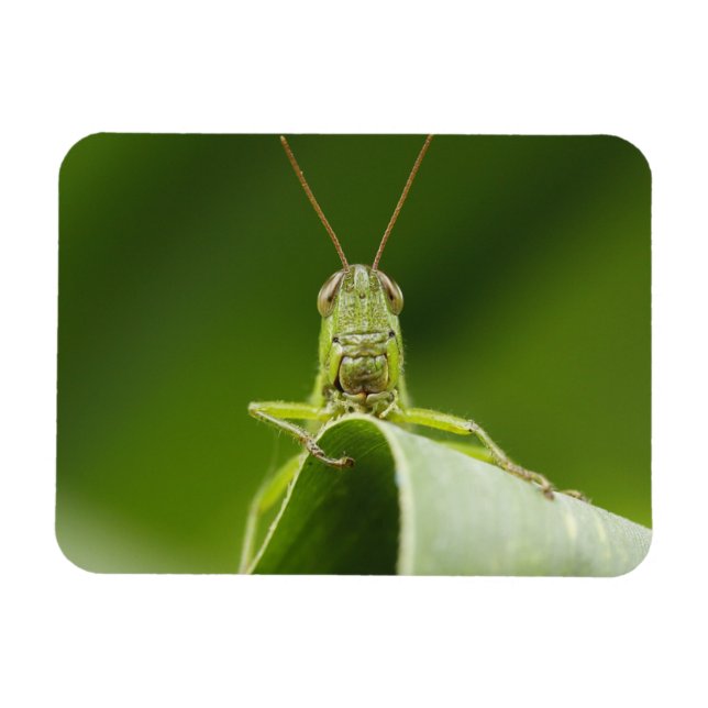 Grasshopper on Leaf, Grasshopper Face Close-up Magnet (Horizontal)