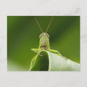 Grasshopper on Leaf, Grasshopper Face Close-up Postcard