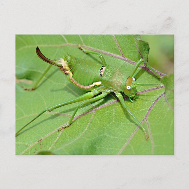 Grasshopper on leaf seen from above postcard (Front)