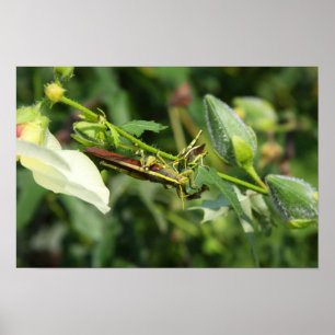 Grasshopper Pair 2 Poster