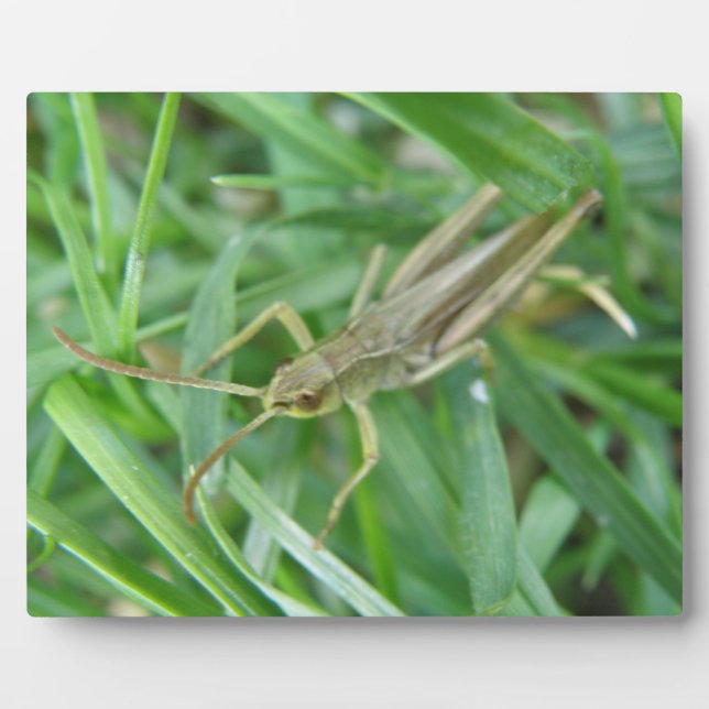 Grasshopper Plaque (Front)
