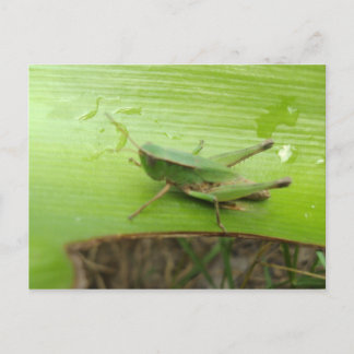 GrassHopper Postcard
